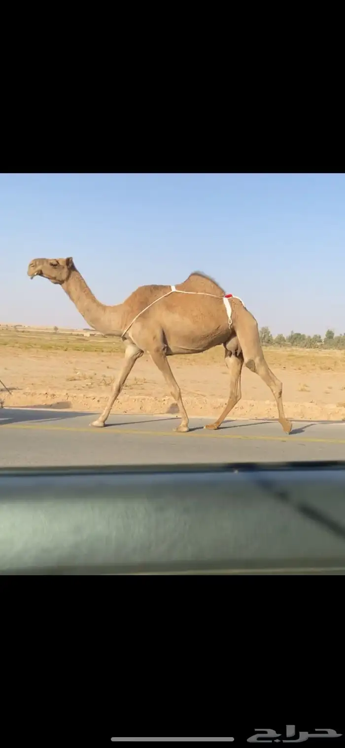 العشرا الشعلا الكفو 0