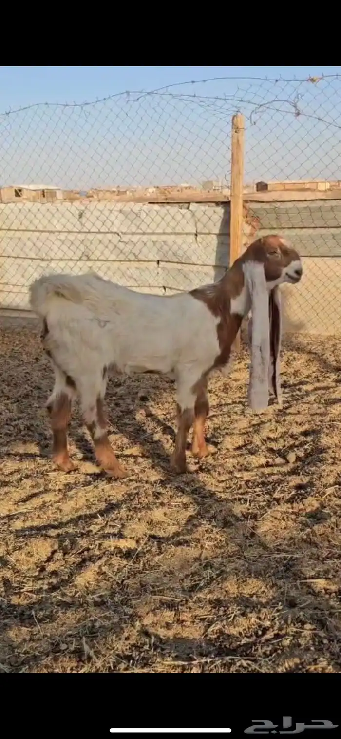 جفره هولنديه 1