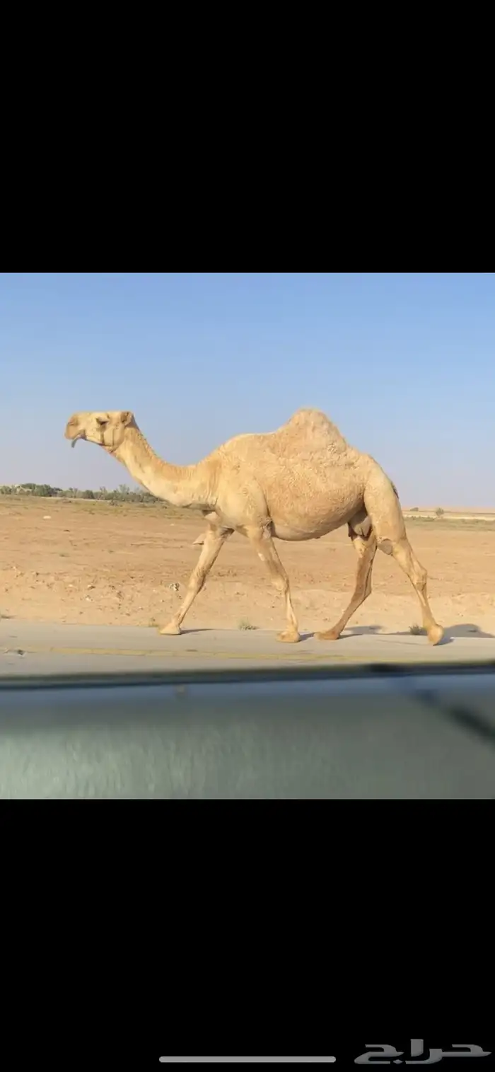 القحه الشقحا الكفو 2
