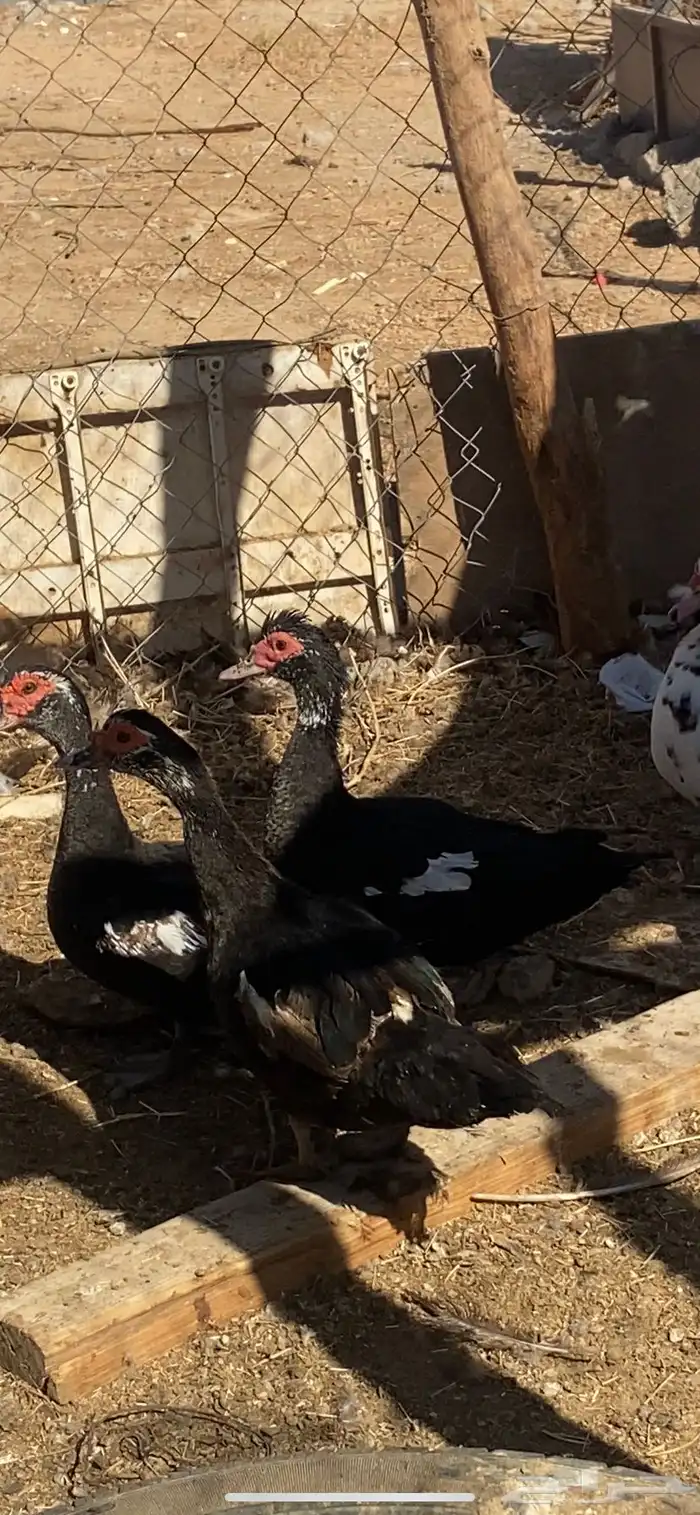 بط مصري منتج 0