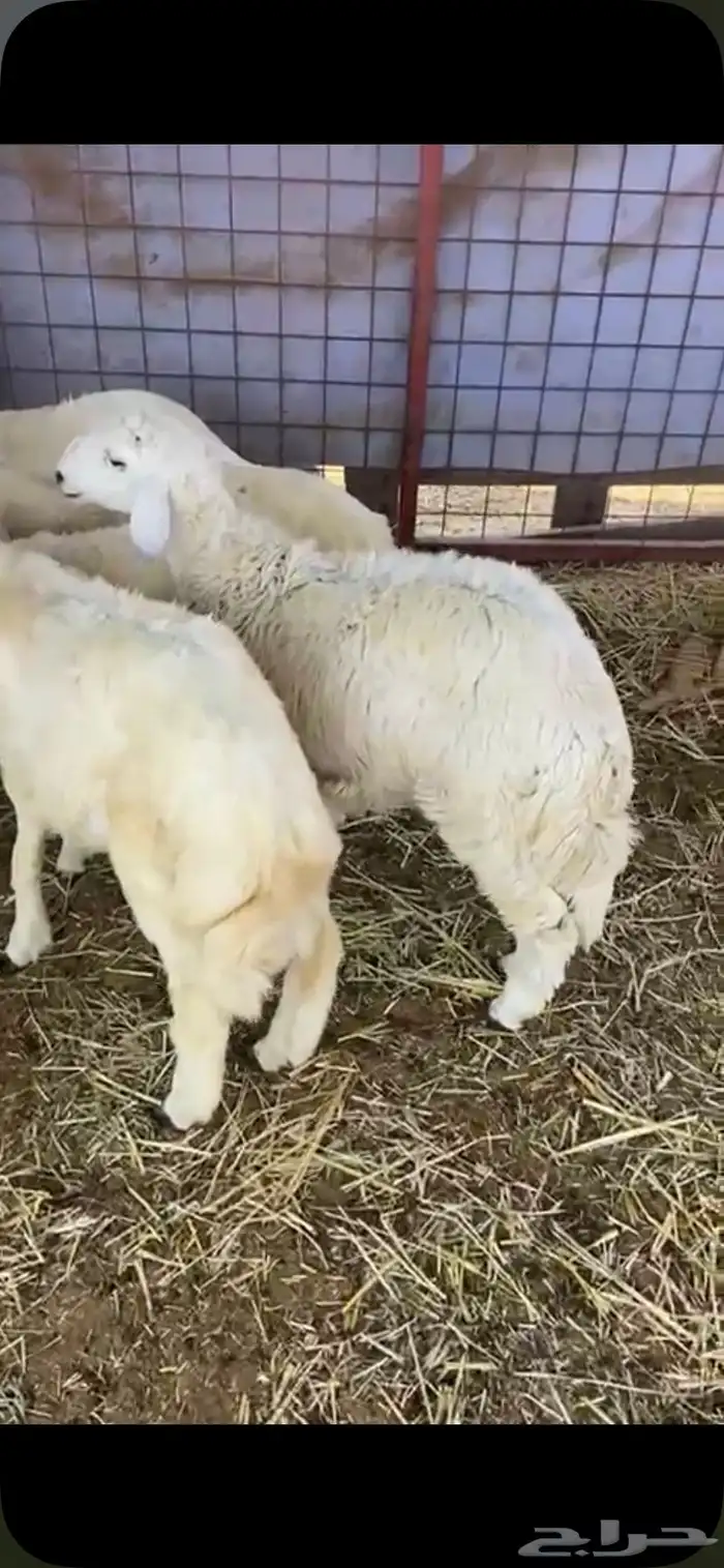 البيع طليان 1