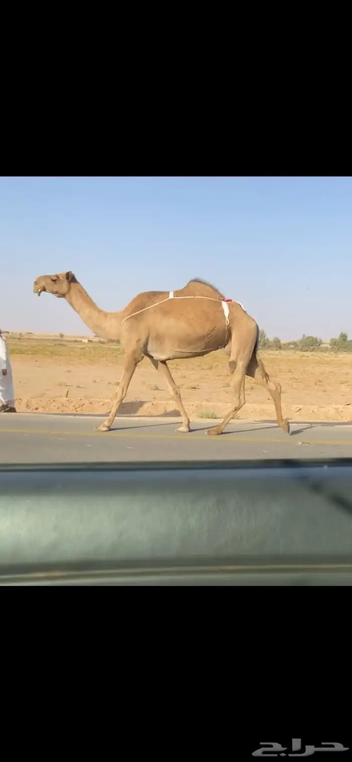 العشرا الشعلا الكفو 2