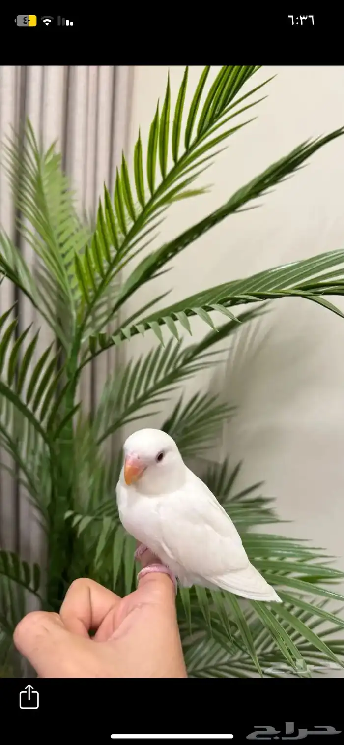 بينو للبيع روز 400 معاالقفص 2