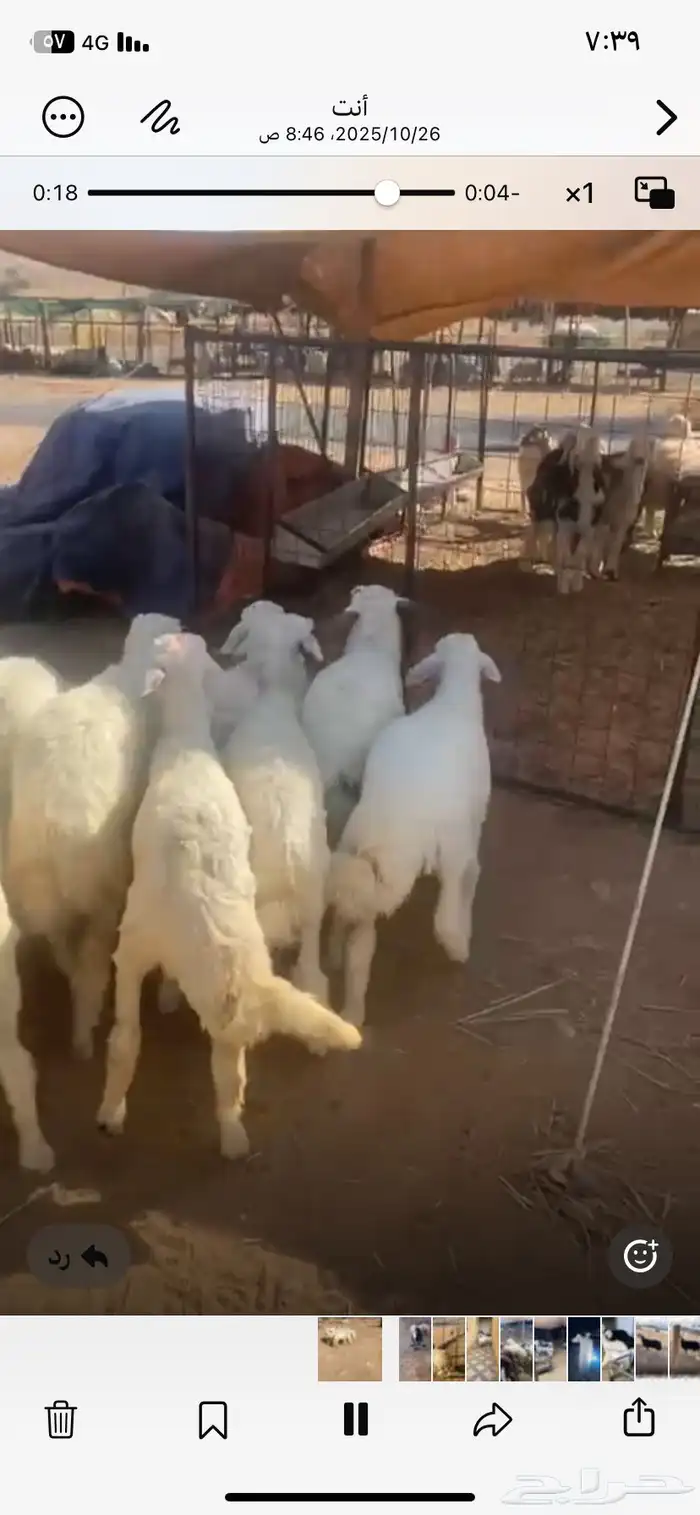 حري العدد11 فيها 5 خرفان والباقي رخال 0