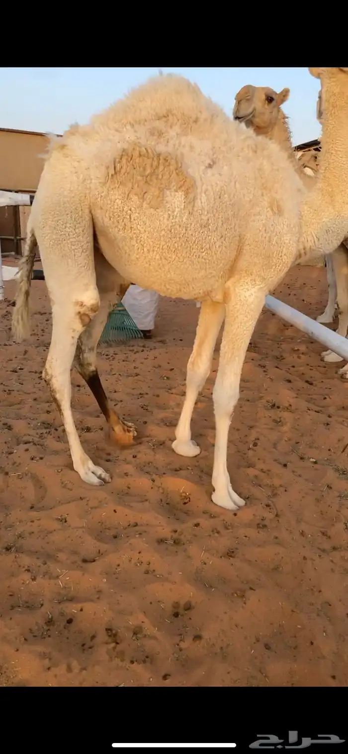 بكره للبيع 0