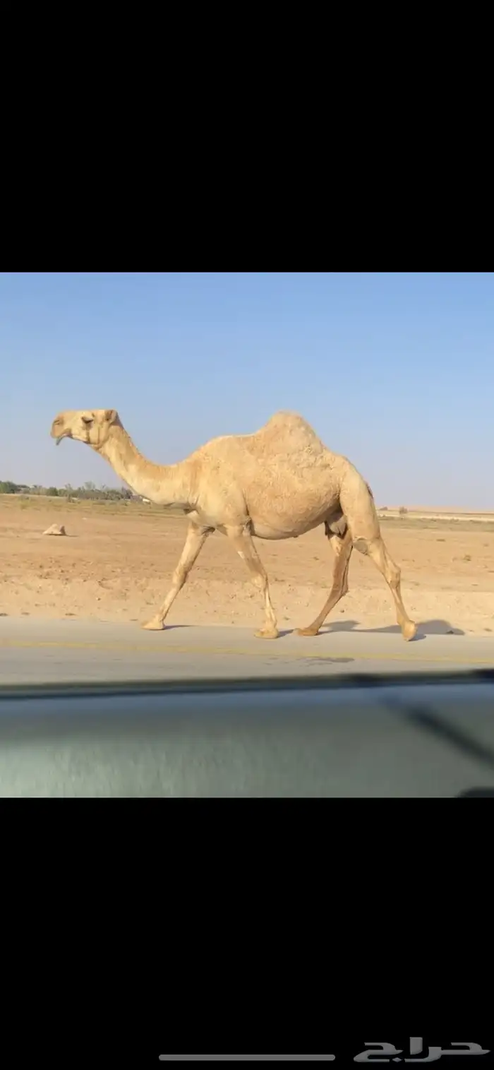 القحه الشقحا الكفو 0