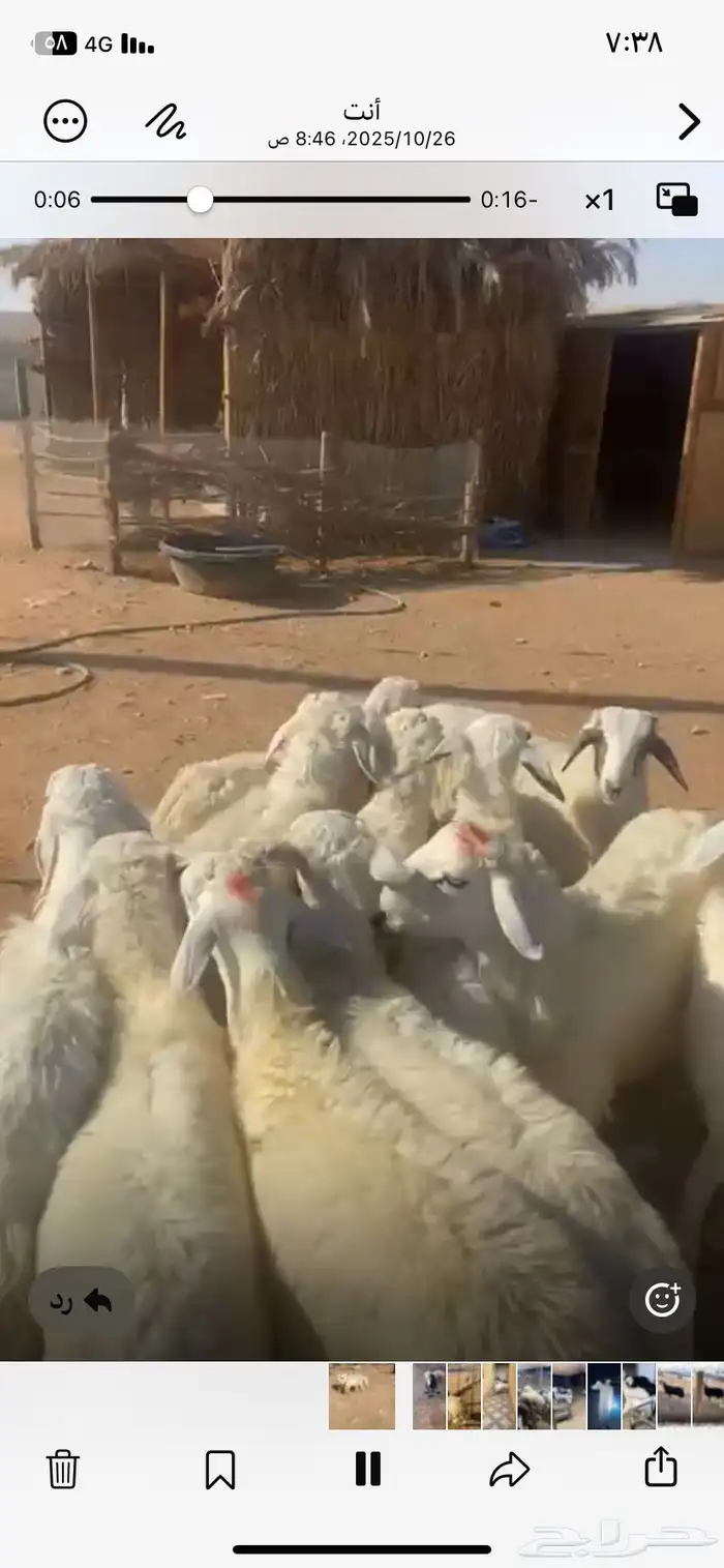 حري العدد11 فيها 5 خرفان والباقي رخال 2