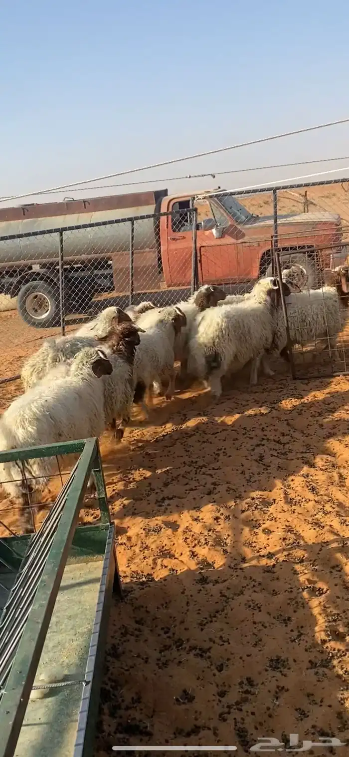 ذبايح للبيع 1