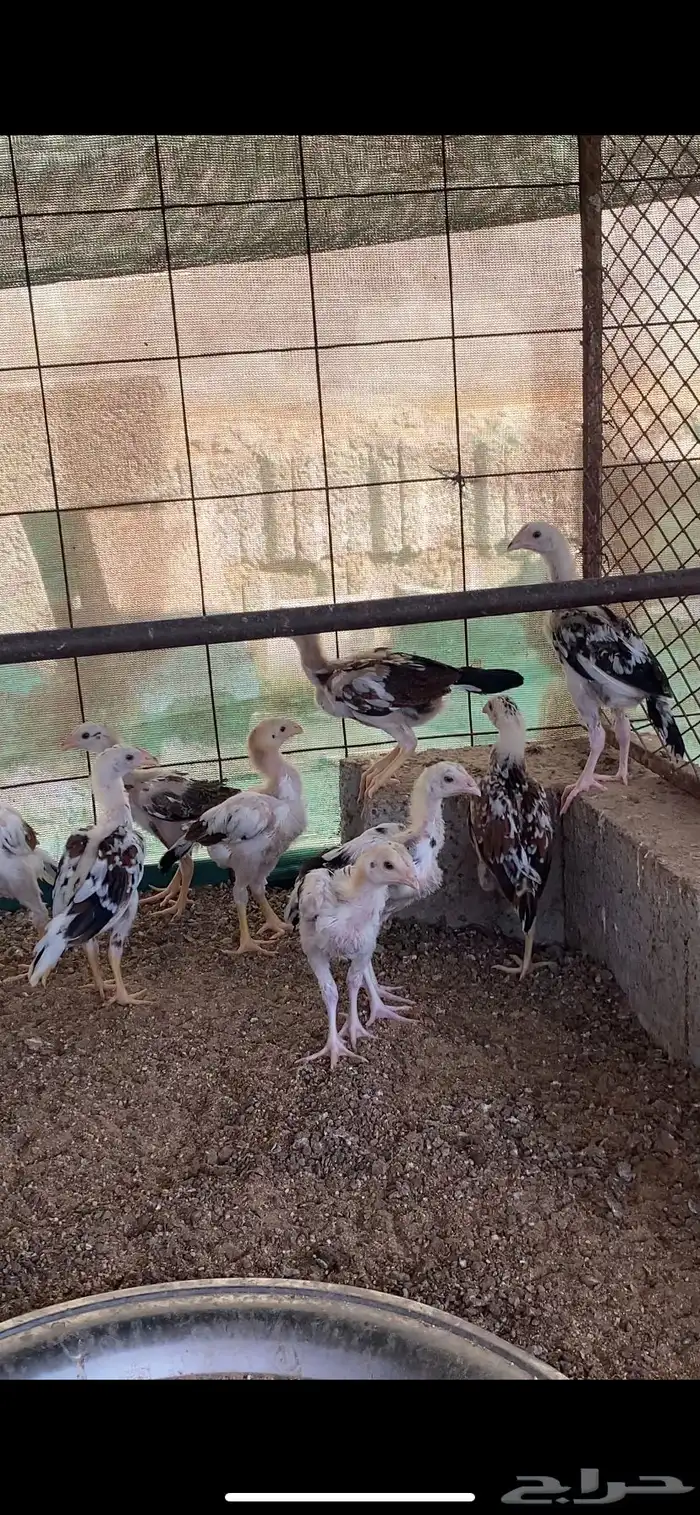 فروخ سندي 1