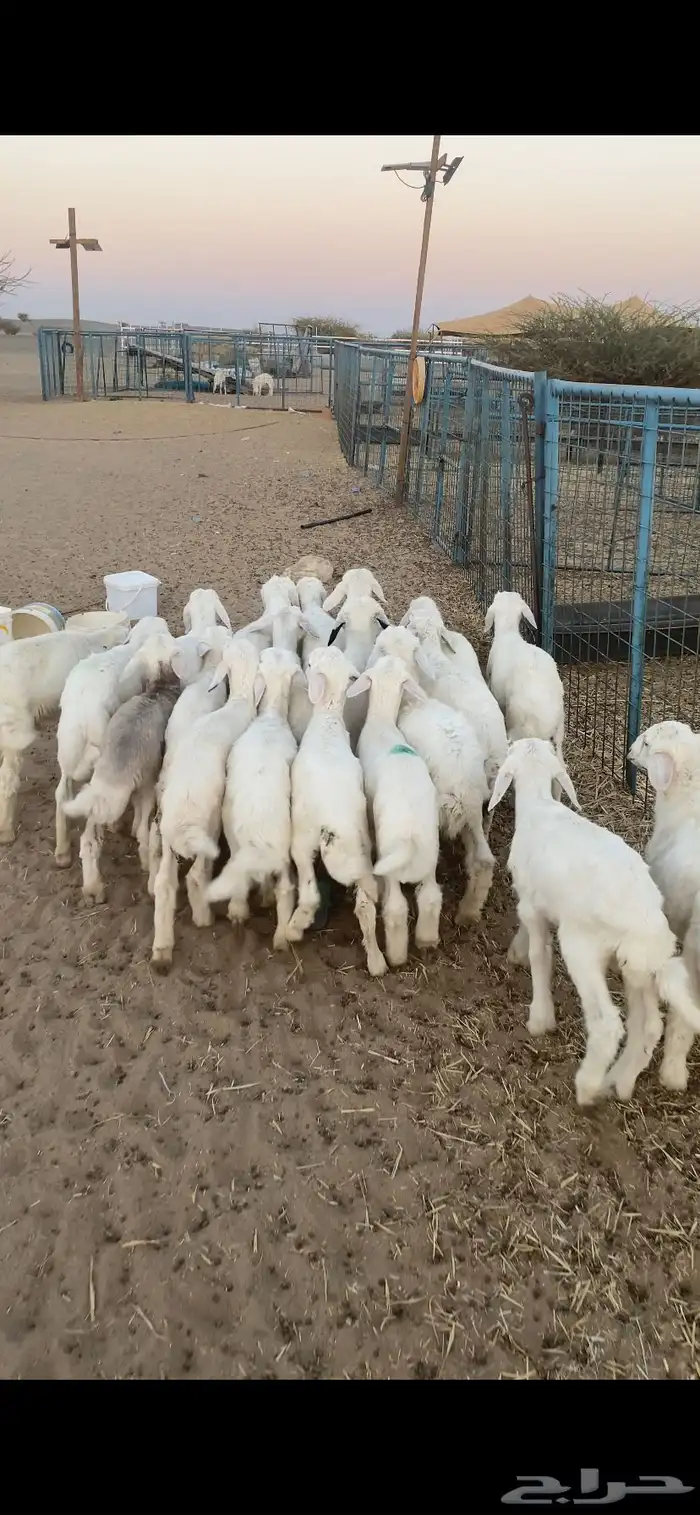 بهم تربيه تم البيع اضغط متابعه 0