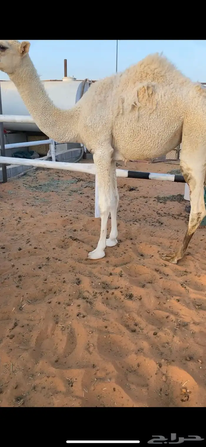 بكره للبيع 1