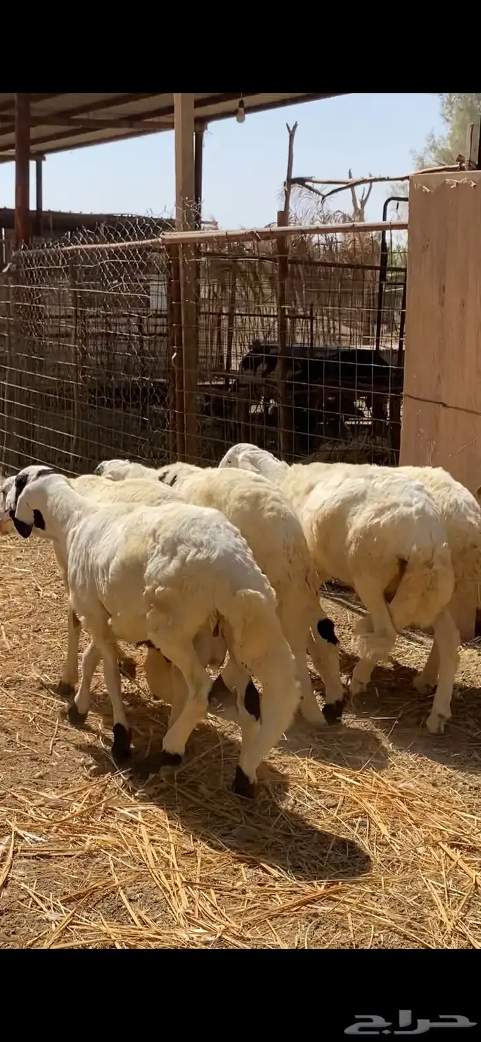 5 خرفان سواكن طيبة للبيع مرابي 0
