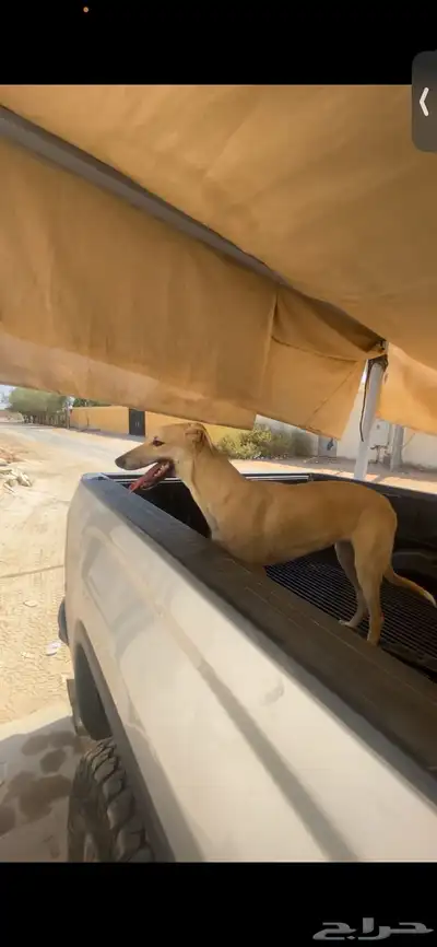 كلب سلق جري هاوند index