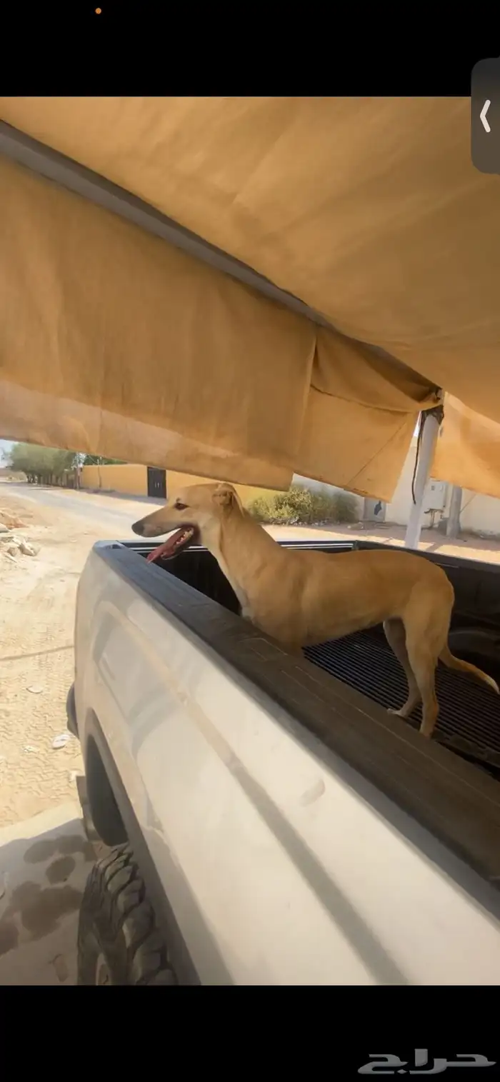 كلب سلق جري هاوند 1