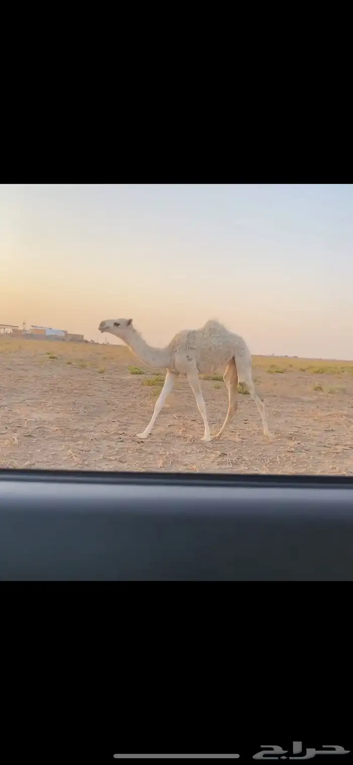 العشرا الشعلا الكفو 3