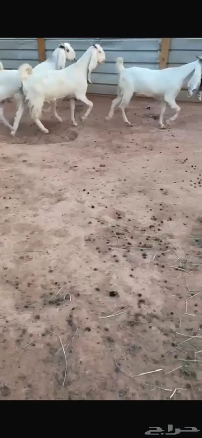 مطورات خصصم الخصم 0