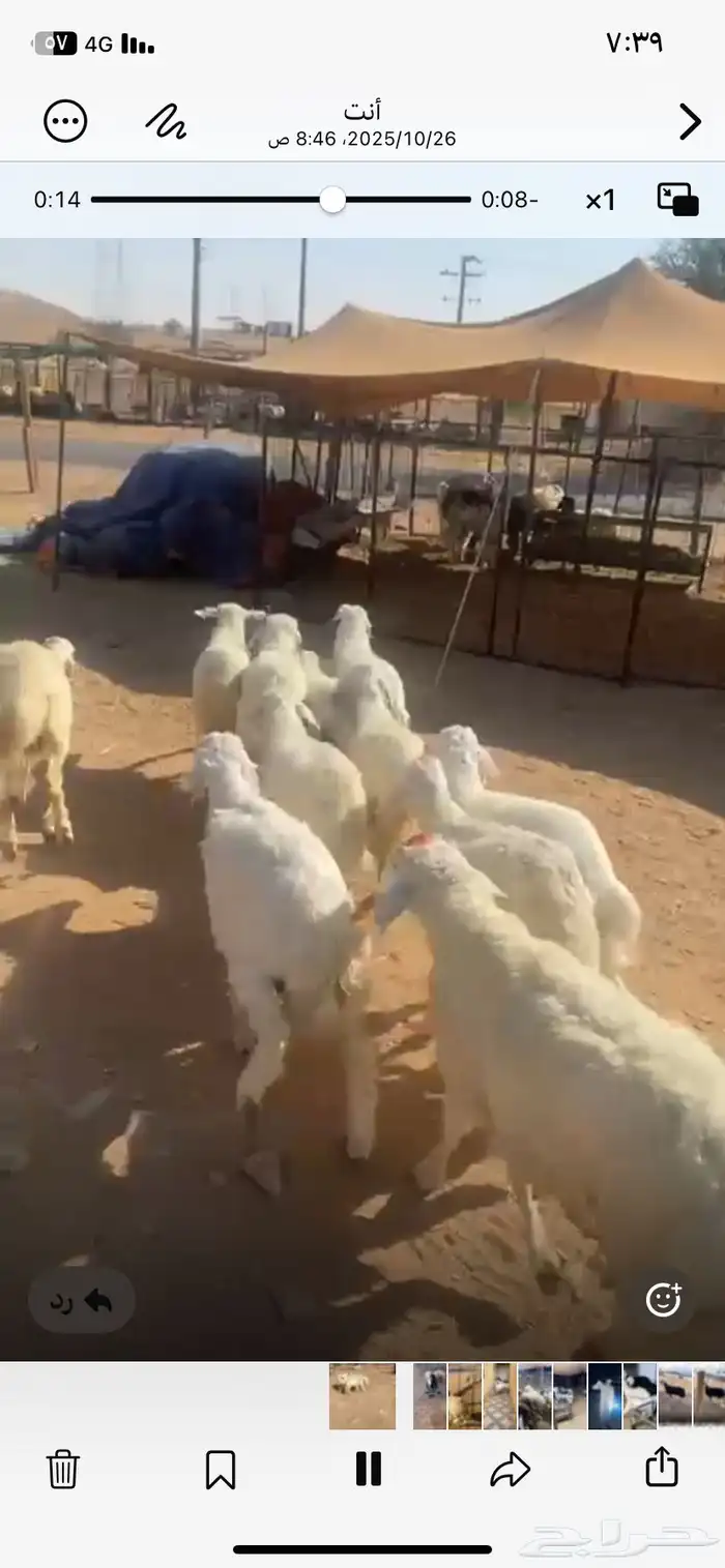 حري العدد11 فيها 5 خرفان والباقي رخال 1