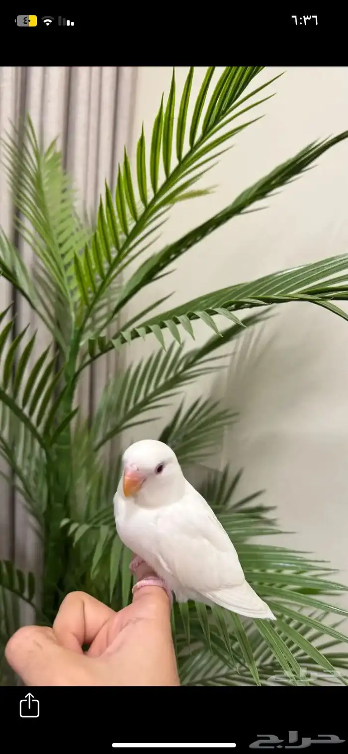 بينو للبيع روز 400 معاالقفص 3