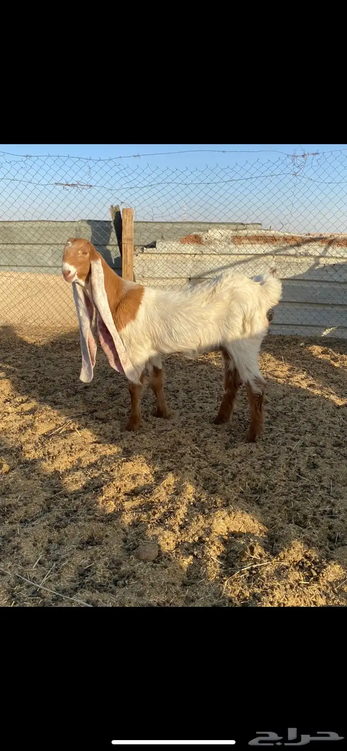 جفره هولنديه 0