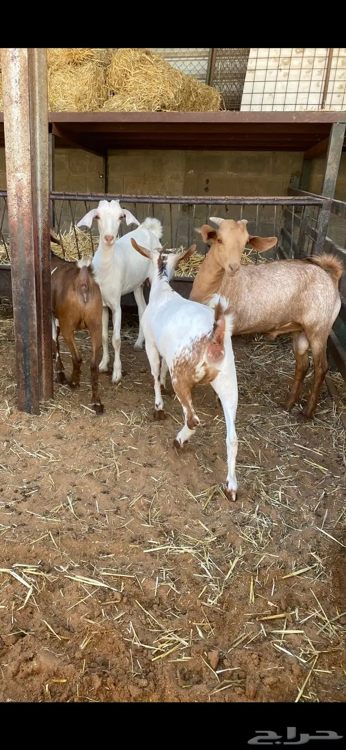 للبيع طليان نعيم وتيوس 2