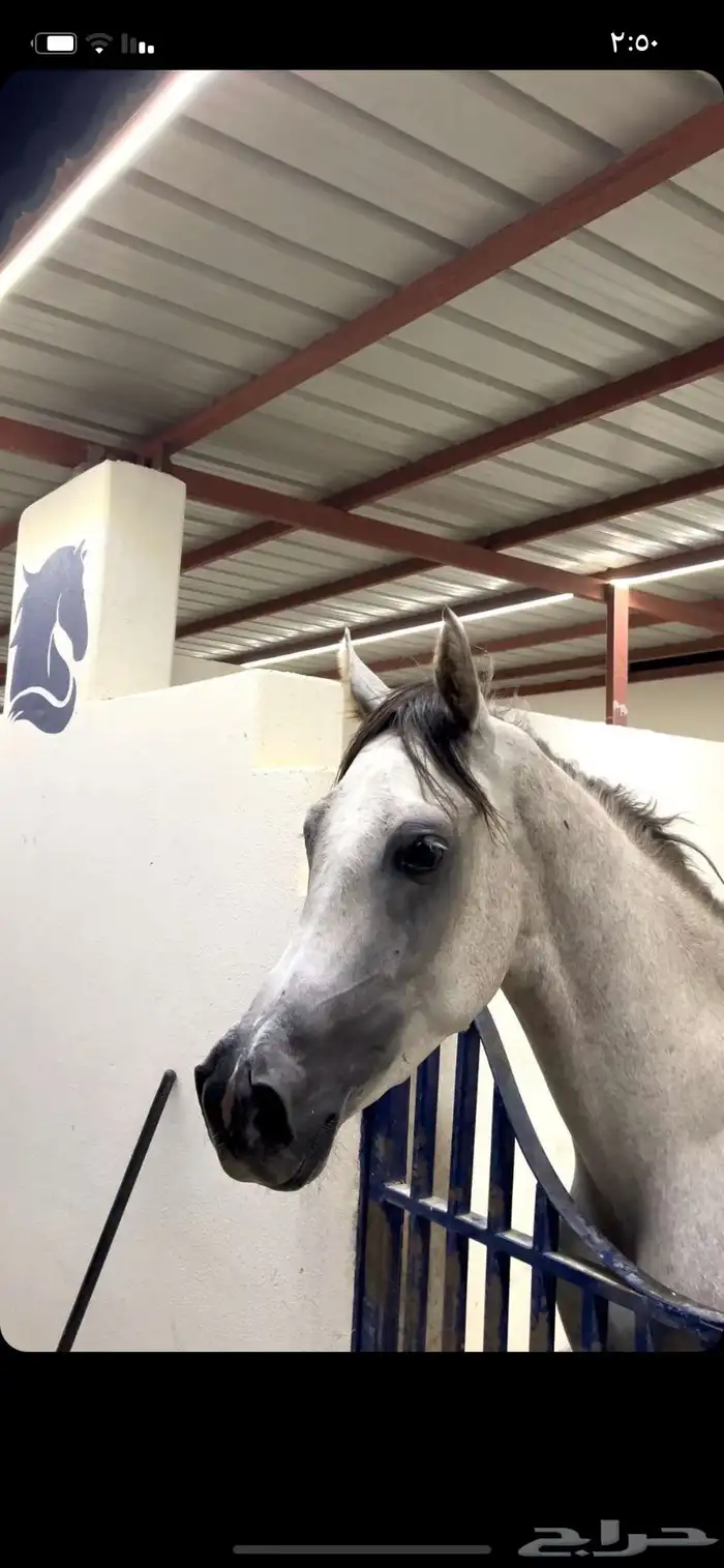 حصان شعبي فيه جرح بلحارك بسيط. الي يبيه ب 3 وصامل يجي الحين 2