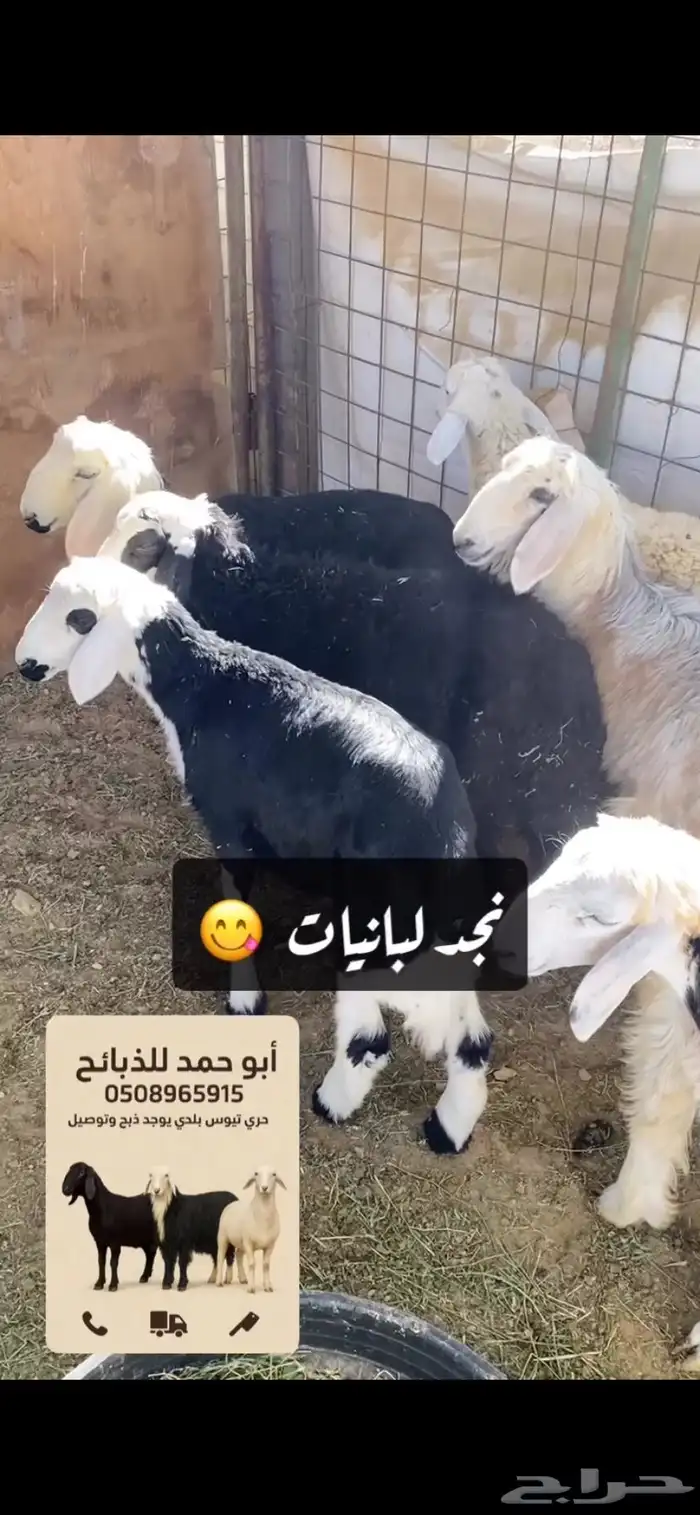 طليان سواكن دمازين لبانيات نجديه تيوس بلديه 3