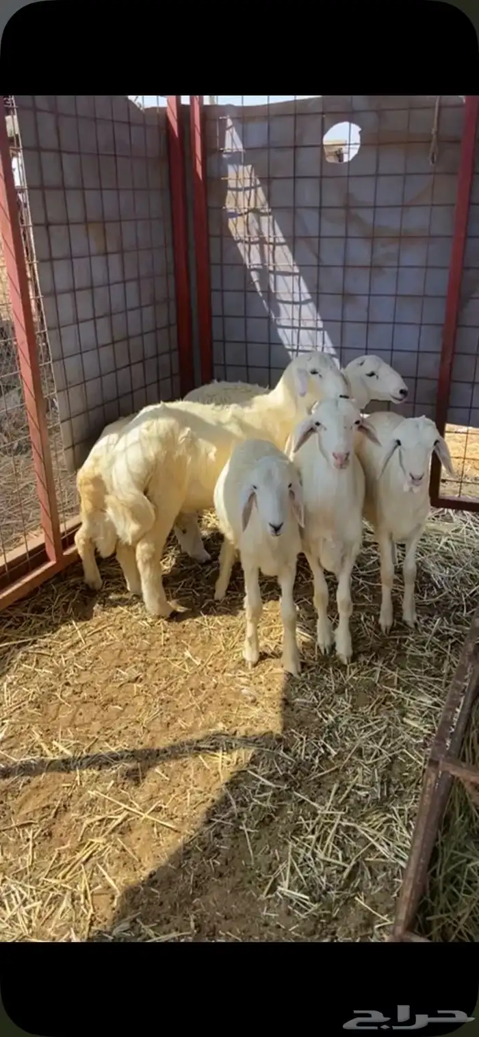 البيع طليان 2