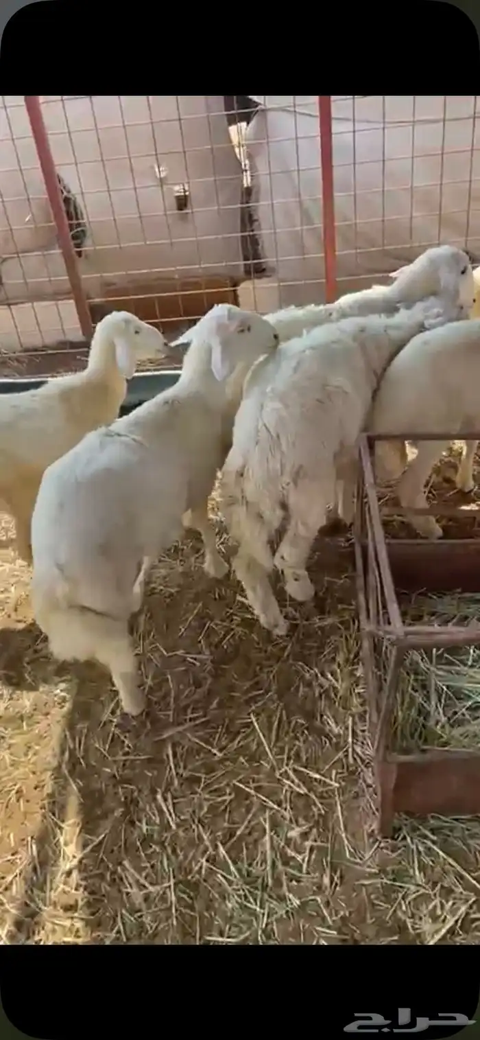 البيع طليان 0