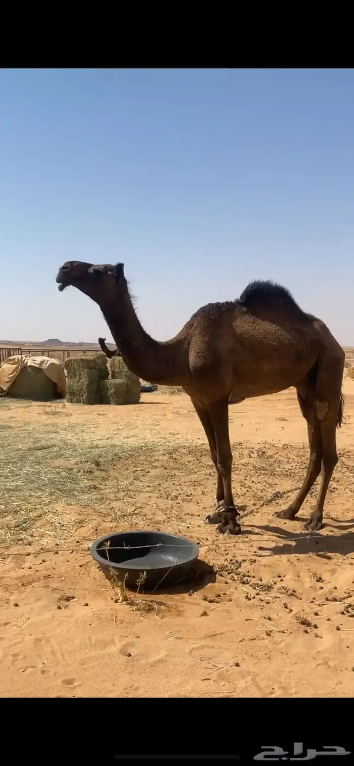 قعود للبيع 0