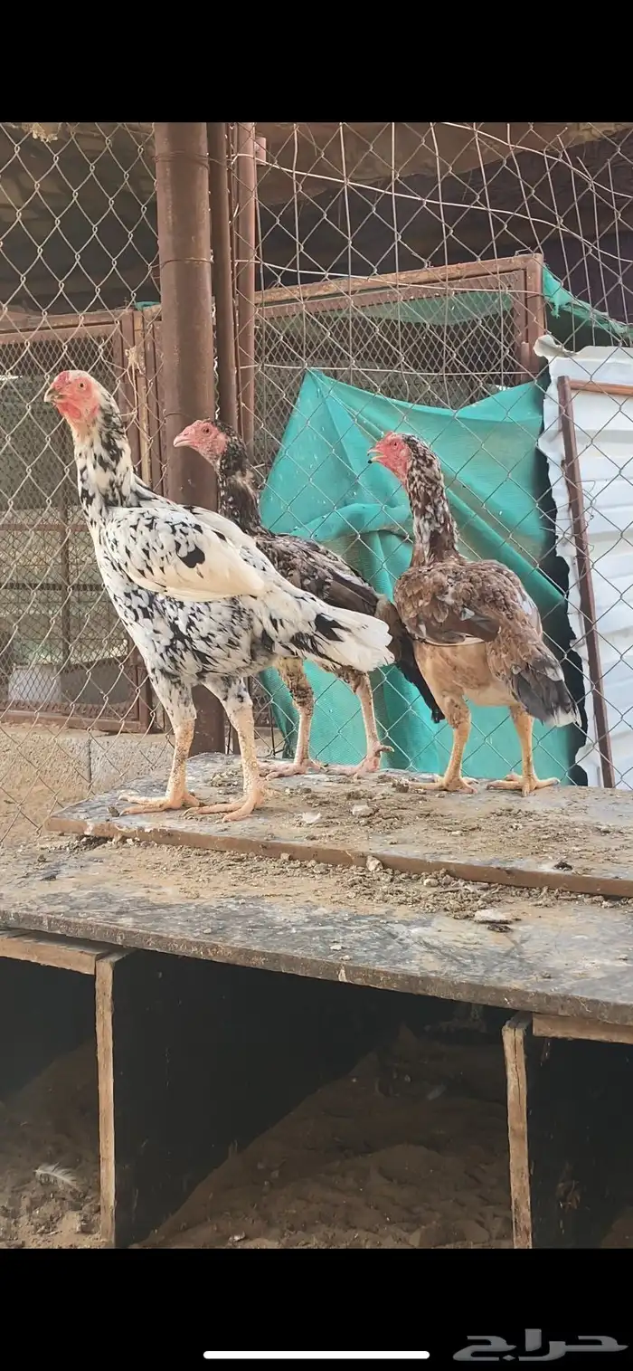 فروخ سندي 4