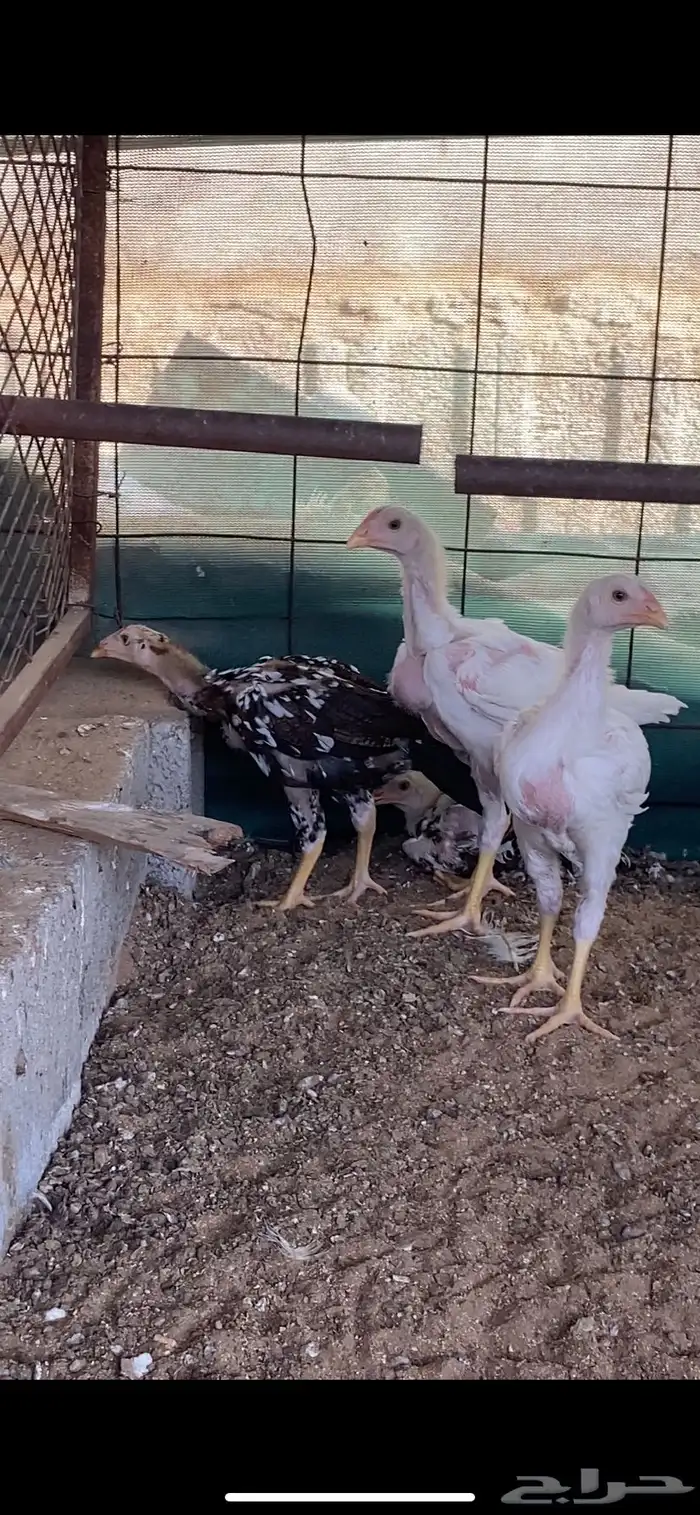 فروخ سندي 2
