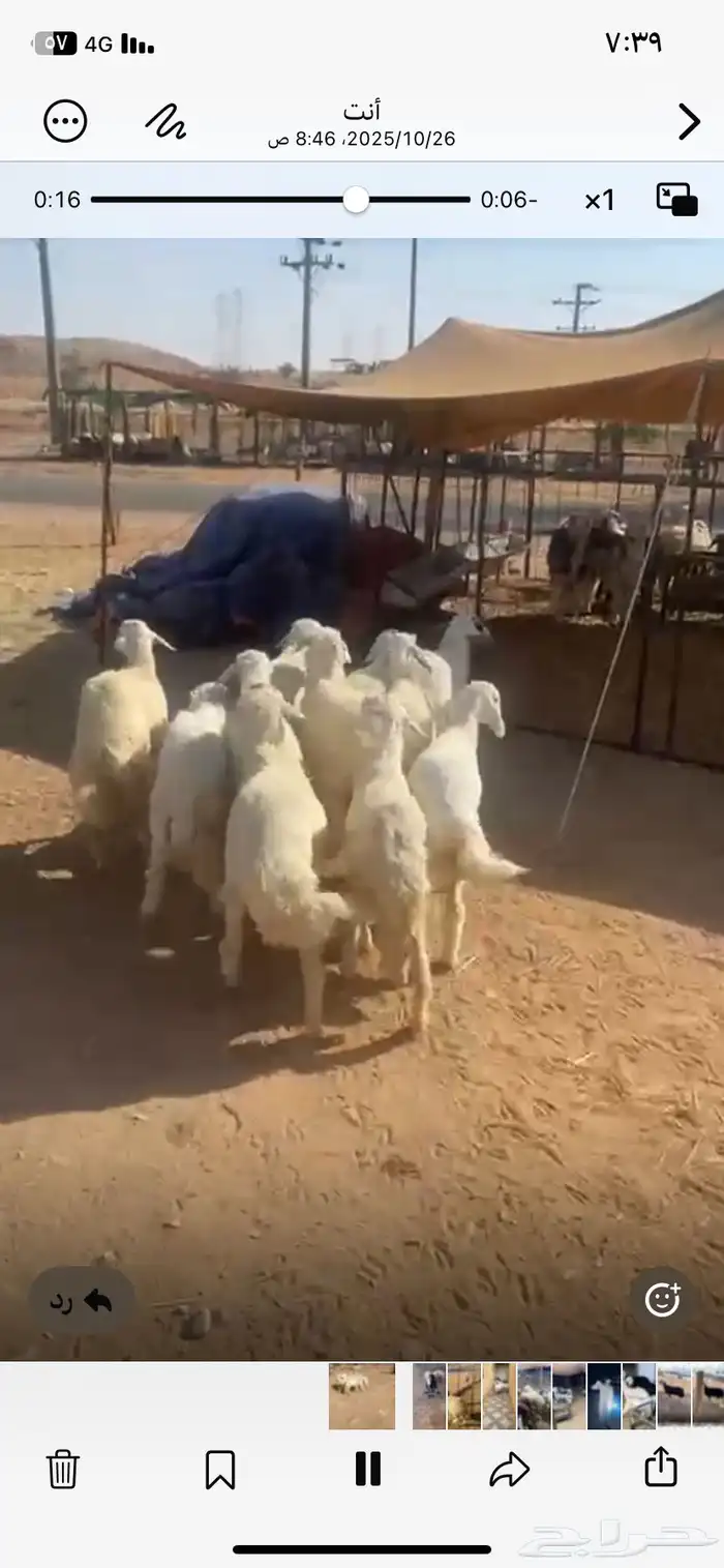 حري العدد11 فيها 5 خرفان والباقي رخال 3