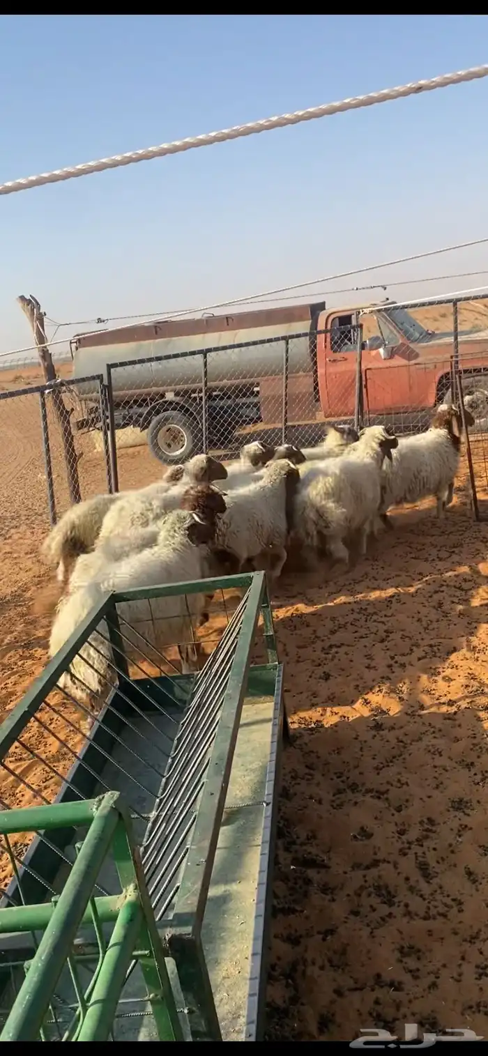 ذبايح للبيع 0