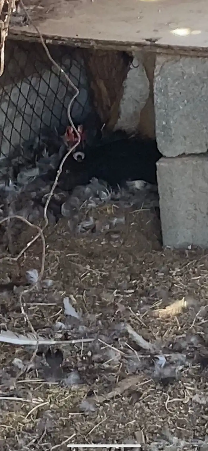 بط مصري منتج 1