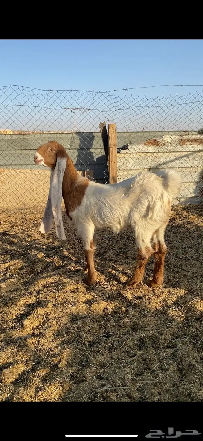 جفره هولنديه 3