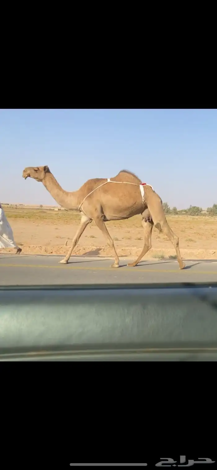 العشرا الشعلا الكفو 1