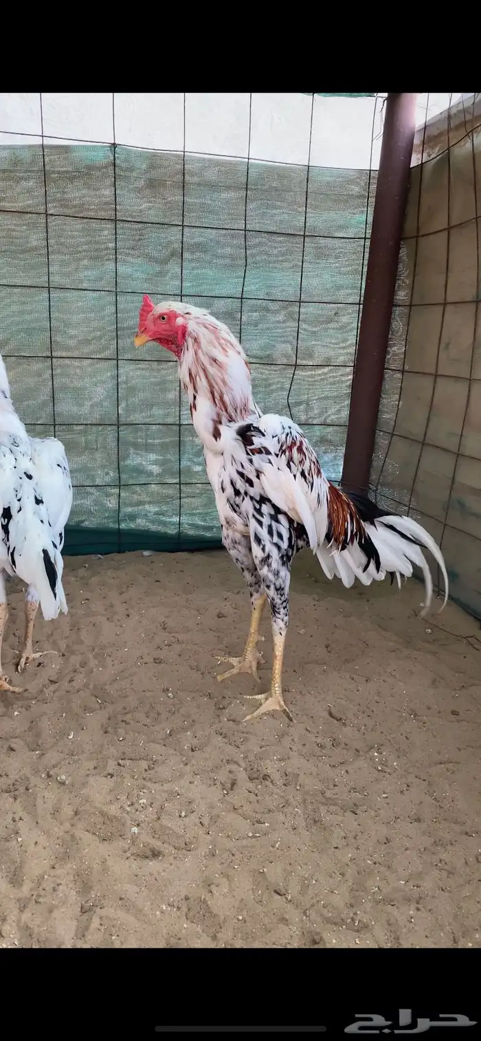 فروخ سندي 5