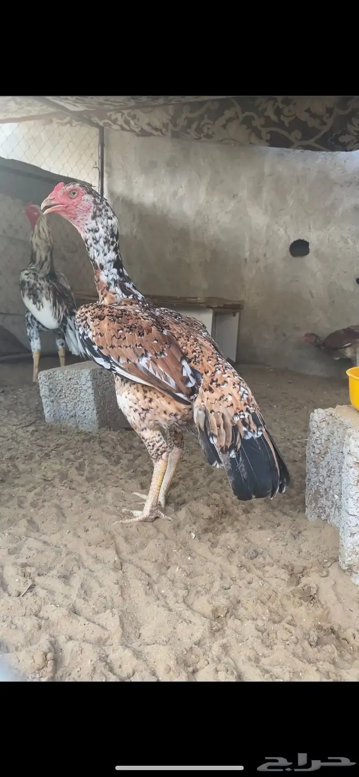 فروخ سندي 3