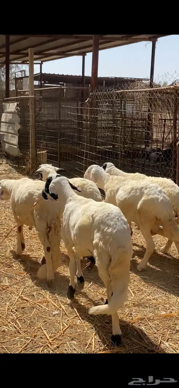 5 خرفان سواكن طيبة للبيع مرابي 1