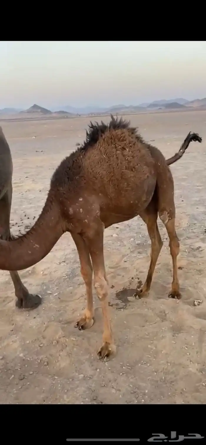 حوار قعود لباني على الحليب للبيع 0