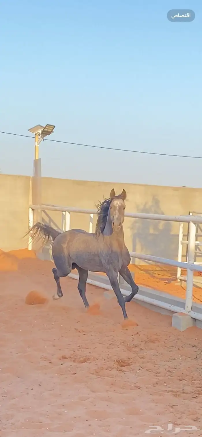 حصان عربي واهو سبق دم فاخر 10