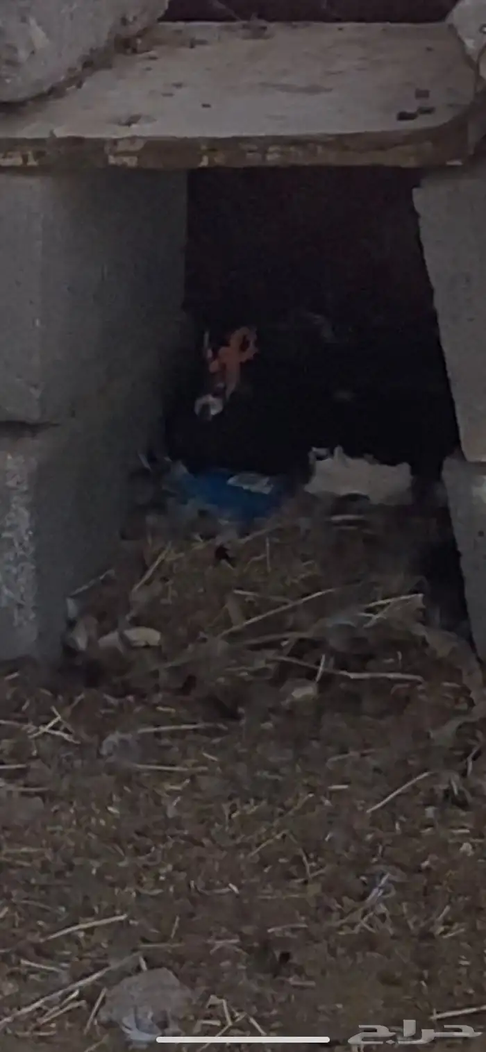 بط مصري منتج 2