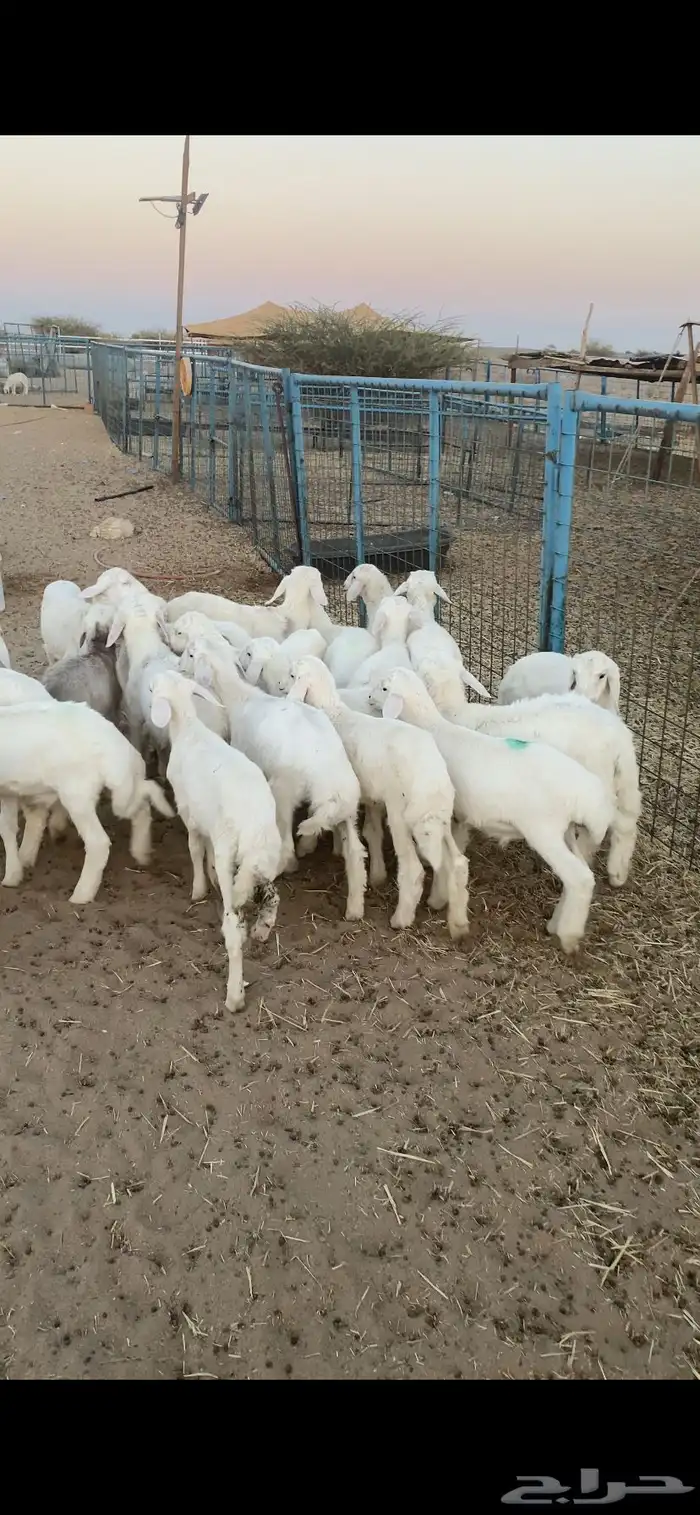 بهم تربيه تم البيع اضغط متابعه 2