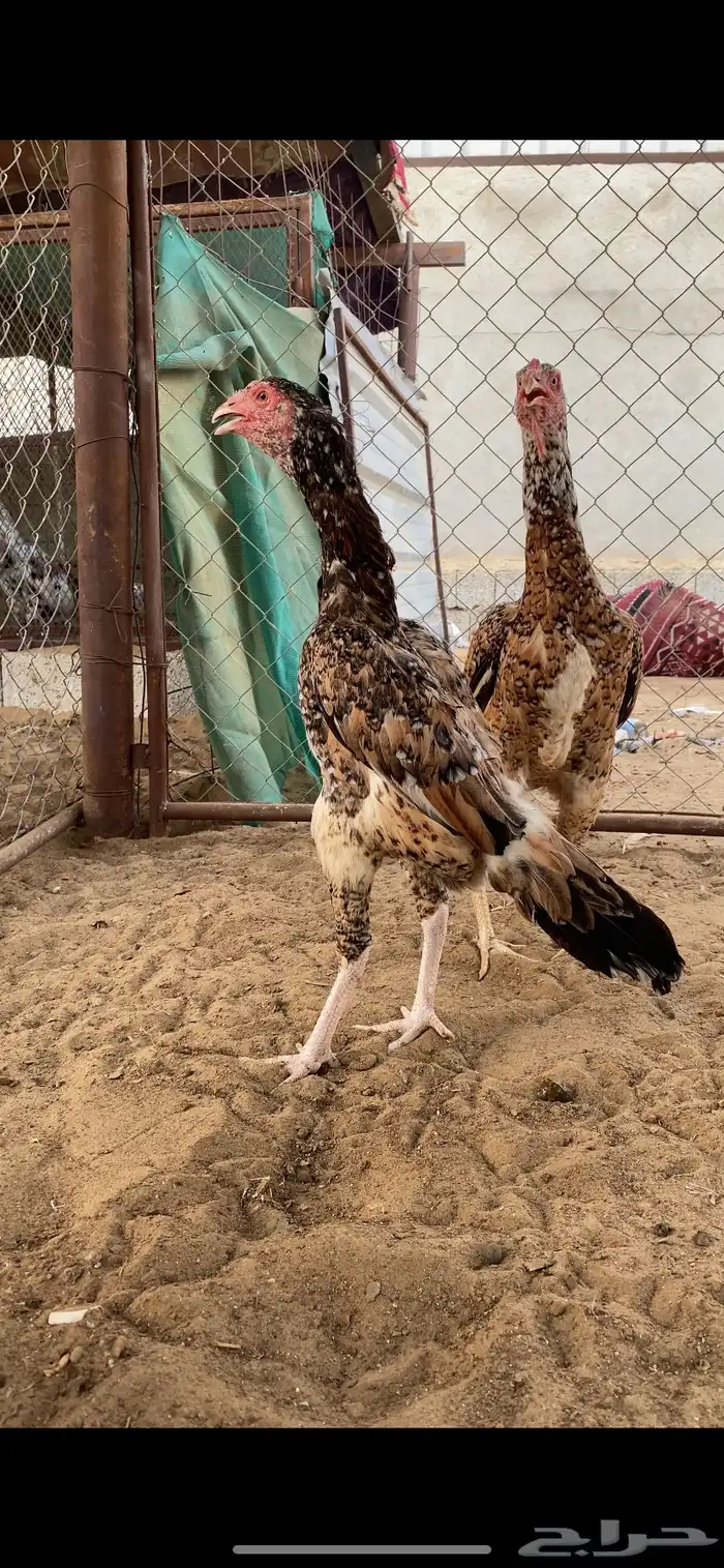 فروخ سندي 6