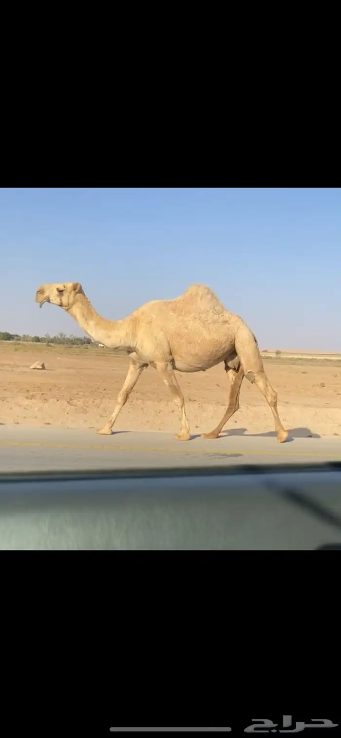 القحه الشقحا الكفو 1