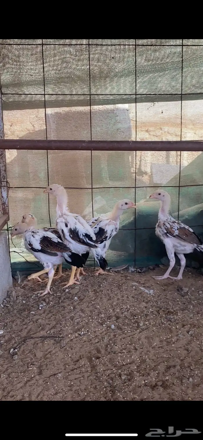 فروخ سندي 0