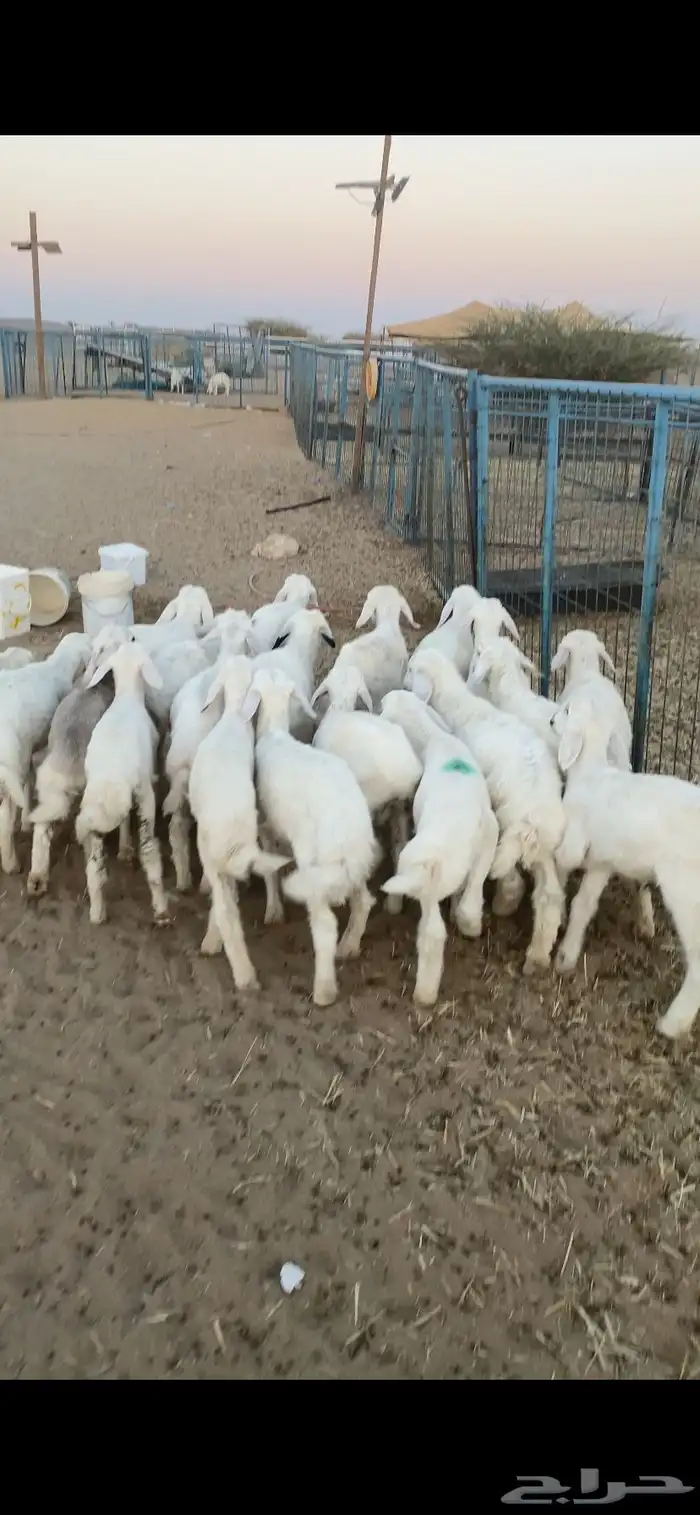 بهم تربيه تم البيع اضغط متابعه 1