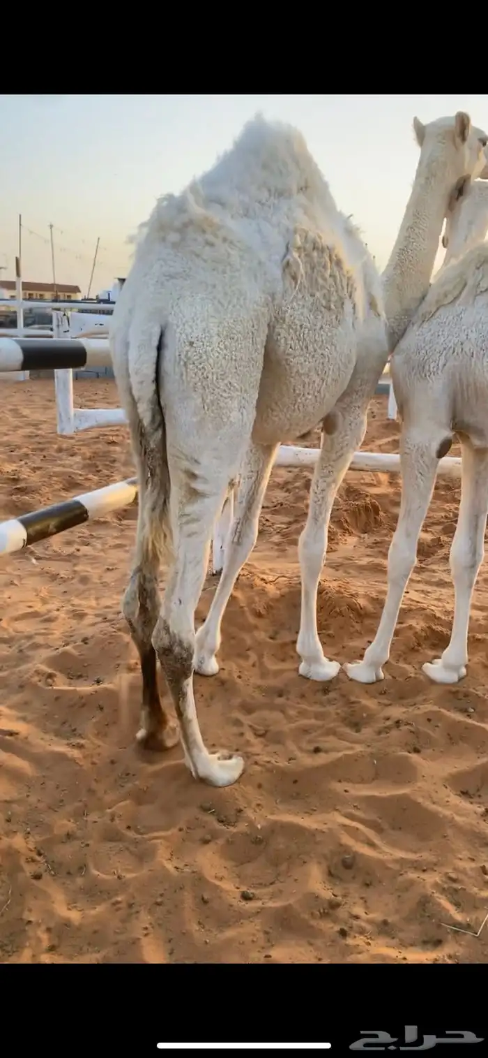 بكره للبيع 2