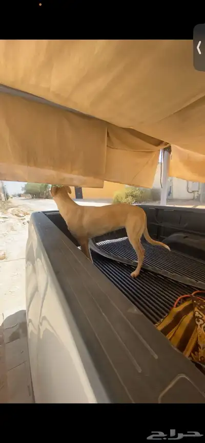 كلب سلق جري هاوند index