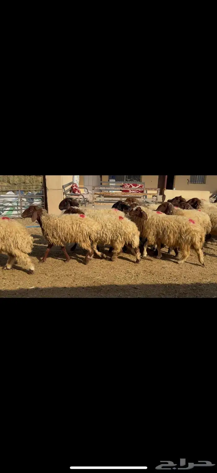 غنم نعيم دفيع 4